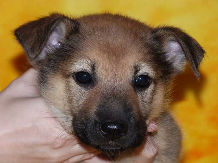 chinook puppy